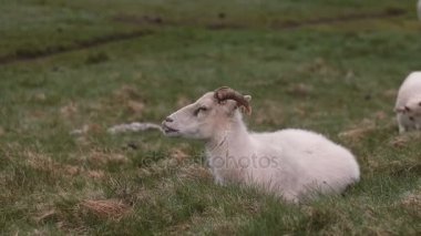 Yeşil sahada yalan beyaz koyun. Çimenlerin üzerinde dinlenme çayır üzerinde otlatma çiftlik hayvanı.