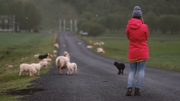 Zadní pohled na mladé ženy stojící na silnici a při pohledu na bílé a černé ovce na ní, chodit pasoucí se společně. — Stock video