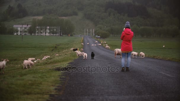 Achteraanzicht van de reizen jongedame staande op de bergweg en het nemen van foto's van schapen op smartphone. — Stockvideo