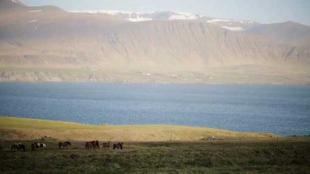 草を食べて、フィールドに放牧の馬の群れの美しい景色。自然に野生のアイスランドの馬. — ストック動画