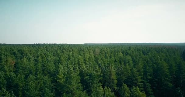 Drone flying vpřed a výš nad větrno forest. Letecká 4k otevírání letní světle zelených stromů a Horizont. — Stock video