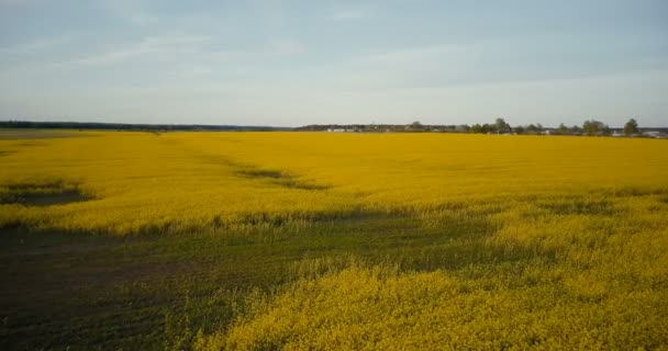 Flyover campo colza amarillo agrícola. Colza de canola madura contra el panorama del cielo azul. Vista aérea del dron 4K . — Vídeos de Stock