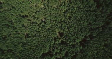 Karışık orman yukarıda uçan ileri yüksek robot. Hava 4 k TOPVIEW dikey atış huzurlu sonbaharda ağaçlar ve küçük yolu.