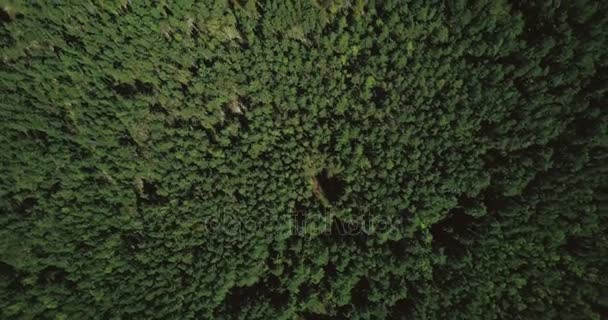 Drone volant vers l'avant au-dessus de la forêt mixte. Vue aérienne 4K plan vertical d'arbres d'automne paisibles et petit sentier .