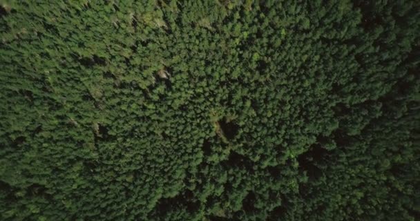 Drone voando para a frente acima da floresta mista. aérea 4K topview tiro vertical de árvores de queda pacífica e caminho pequeno . — Vídeo de Stock