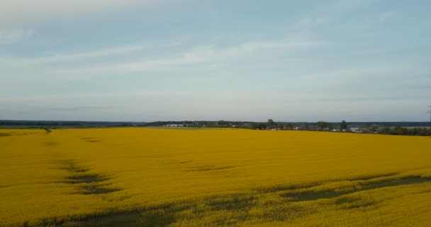 Campo de canola floreciente horizonte 4K vista del dron. Semillas oleaginosas maduras colza contra el cielo azul panorama rural. Tiro aéreo idílico . — Vídeos de Stock