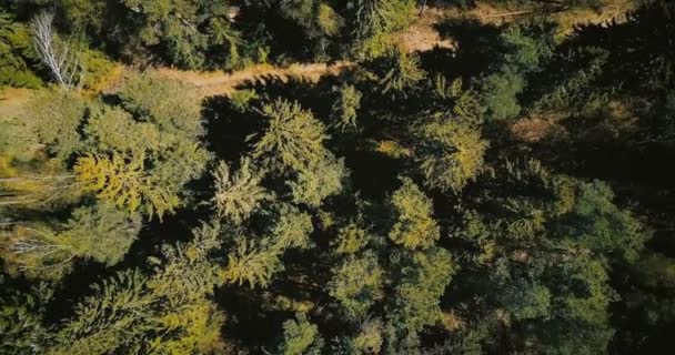 Drone ascendente e girando acima da floresta ensolarada. 4K aérea vertical vista superior tiro de árvores perenes pacíficas e estrada . — Vídeo de Stock