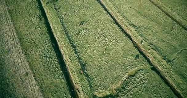 Veduta aerea dei verdi campi di lava e dei cavalli selvatici in Islanda. Bellissimi animali al pascolo nel prato . — Video Stock