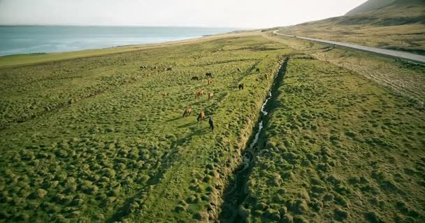 Вертоліт пролетів над лавовим поле і дикі коні на ньому. Вид з ранчо на березі моря, на березі, в Ісландії. — стокове відео