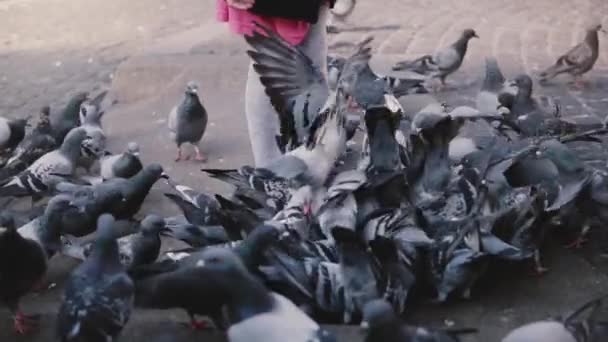 Kleines europäisches Mädchen umgeben von Vögeln. Zeitlupe. Aufgeregtes süßes Weibchen blickt auf große Taubenschar am Stadtplatz — Stockvideo
