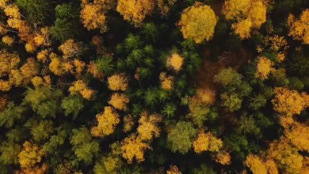 Üstten görünüşlü insansız hava aracı muhteşem yeşil ve sarı ağaçların üzerinde uçuyor, güzel ılık atmosferik sonbahar ormanı manzarası. — Stok video