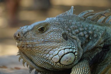 Iguanas sadece bitki ve bitki örtüsü üzerinde yiyecek arama otçul bir yaşam tarzı geliştirdik