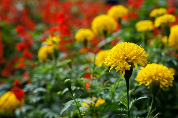 Die gelbe Blume im Garten kann für Tapeten verwendet werden — Stockfoto