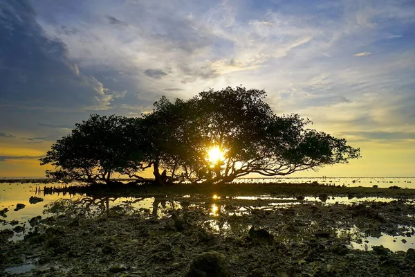 Puesta de sol desde detrás del árbol en la playa — Foto de Stock