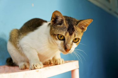 Mavi arka planile kedi güzelliği