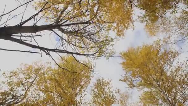 Las copas de los árboles otoñales en el bosque — Vídeos de Stock