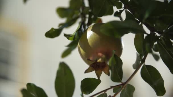 Folyamán Szinte Maturely Gránátalma Élelmiszer Gyümölcs Görögország — Stock videók