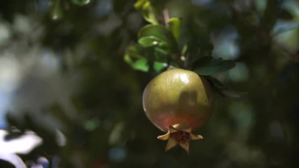 Téměř Zrale Granátového Jablka Jídlo Ovoce Řecka — Stock video