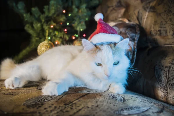 Bílá Kočka Červeném Klobouku Vánoční Vánoční Stromeček Pozadí — Stock fotografie