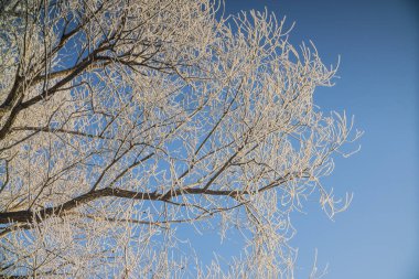  güzel dondurulmuş beyaz kış ağaçlar karda