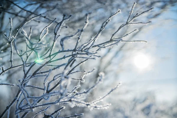 Bellas ramas blancas congeladas del árbol del invierno en la nieve contra el fondo del sol y del cielo —  Fotos de Stock