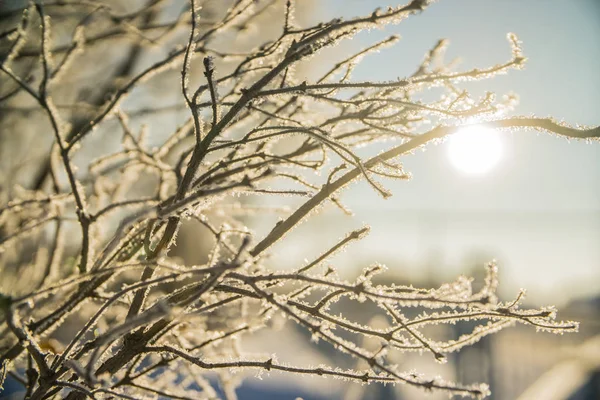 Bellas ramas blancas congeladas del árbol del invierno en la nieve contra el fondo del sol y del cielo —  Fotos de Stock