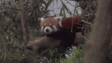 Red Panda ormanda