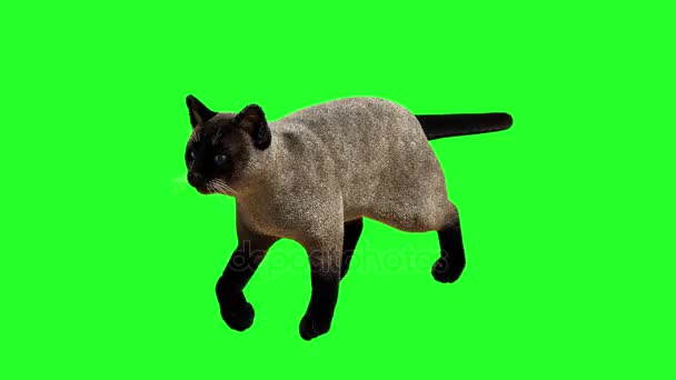 Syjamski Kot Idzie Zielonym Tle Render — Wideo stockowe