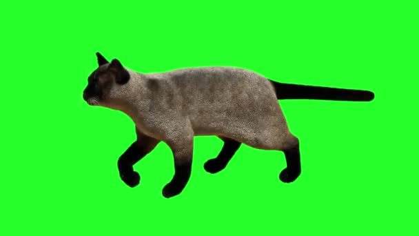 Сіамський Кіт Йде Зеленому Тлі Рендерингу — стокове відео