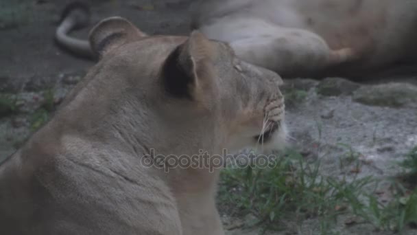 Samice Lva Afrického Pozadí — Stock video