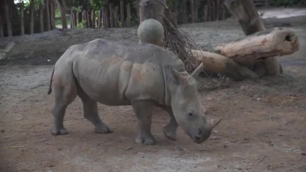 Rhino Gaat Naar Jungle — Stockvideo