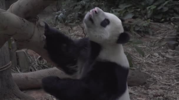 Panda Bossen Eten — Stockvideo