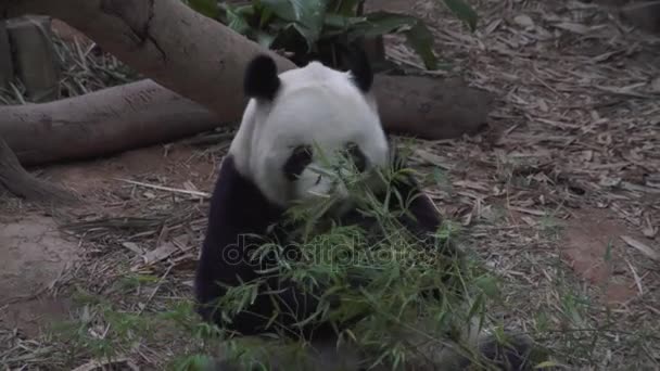 Panda Woods Eating — Stock Video