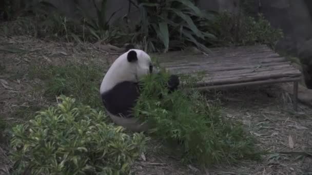 Panda Woods Eating — Stock Video