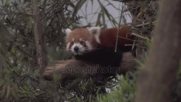 Rosso Panda Nel Bosco — Video Stock