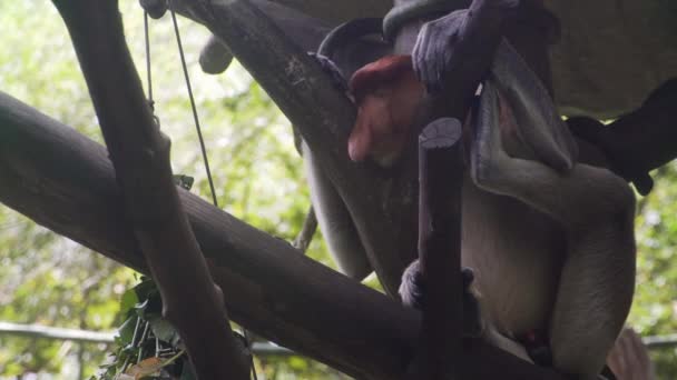 Macaco Probóscide Selva — Vídeo de Stock