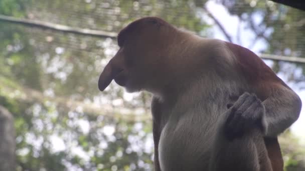 Mono Probóscis Selva — Vídeo de stock