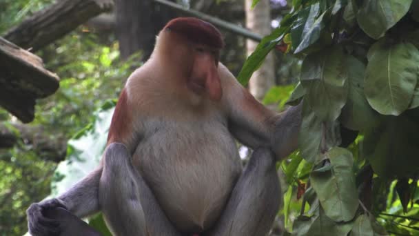 Προβοσκίδα Monkey Στη Ζούγκλα — Αρχείο Βίντεο