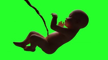 Annemin rahim 3d render insan bebek