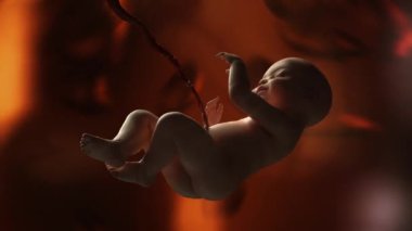 Annemin rahim 3d render insan bebek