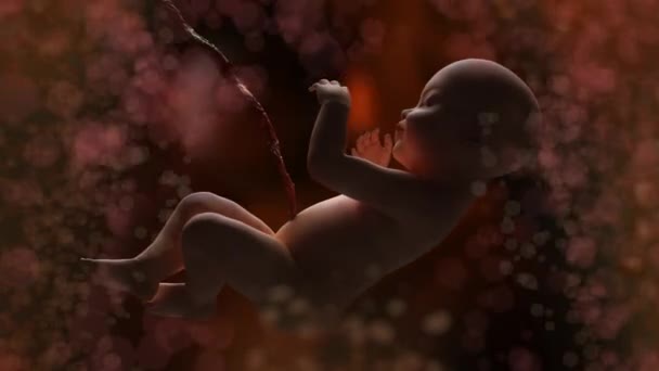 Menselijke Baby Moeder Baarmoeder Render — Stockvideo