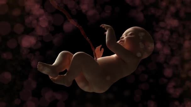 母亲子宫中的人类婴儿3D — 图库视频影像
