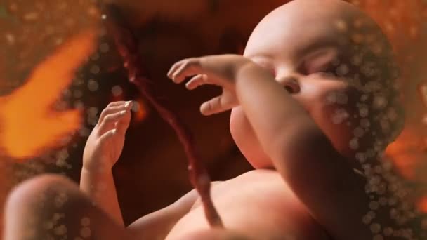 Menselijke Baby Moeder Baarmoeder Render — Stockvideo