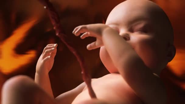 Human Baby Mother Womb Render — Stock Video