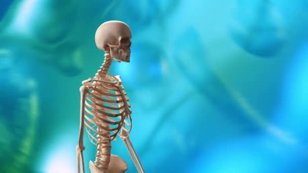 Esqueleto Giratorio Render — Vídeos de Stock