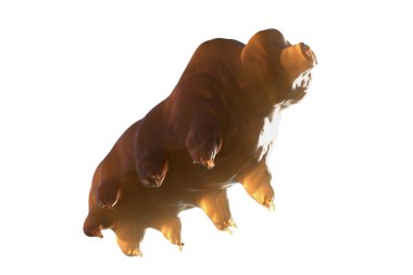 Beyaz arkaplandaki Tardigrada 3d görüntüleyici