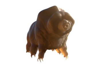 Beyaz arkaplandaki Tardigrada 3d görüntüleyici