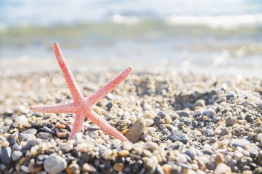 Deniz kenarında deniz yıldızı.