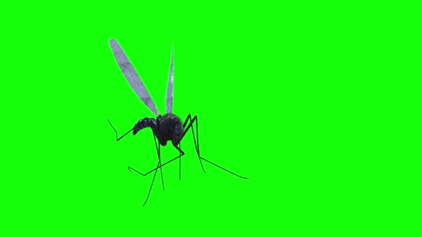 Mosquito Mosca Sobre Fondo Verde Render — Vídeo de stock