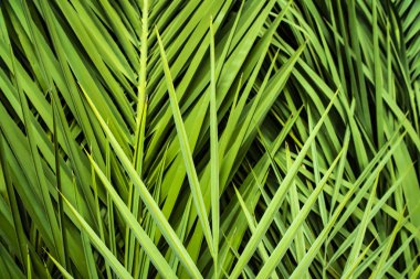 Tropikal palmiye yaprakları, orman yaprağı çiçekleri